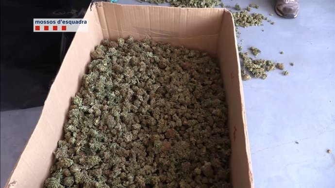 Cae una red que suministraba marihuana a asociaciones cannábicas
