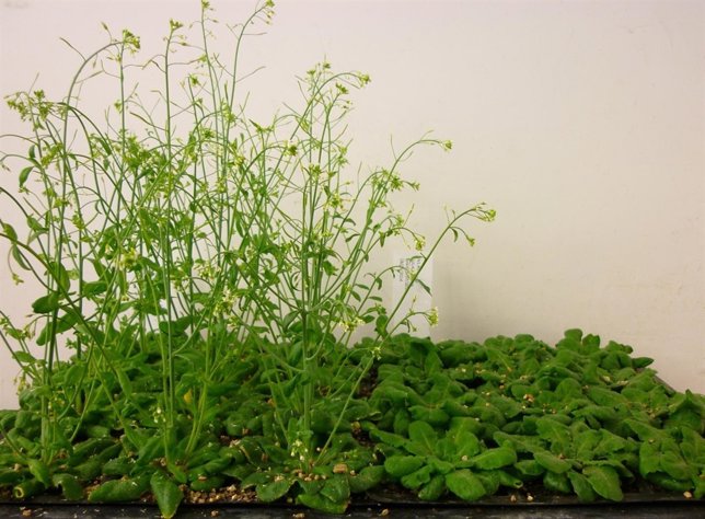 Plantas sometidas al experimento 