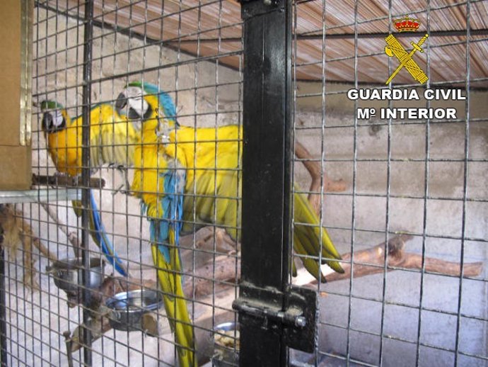 Algunas de las especies protegidas que había en el criadero ilegal
