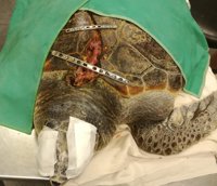 Trasladan a un centro de Gran Canaria una tortuga marina herida grave en Almería