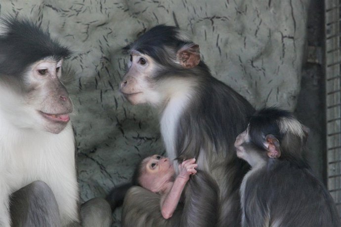 NOTA DE PREMSA [VIDEO] Neix Al Zoo Un Mangabei Gris De Coroneta Blanca, Una Espè