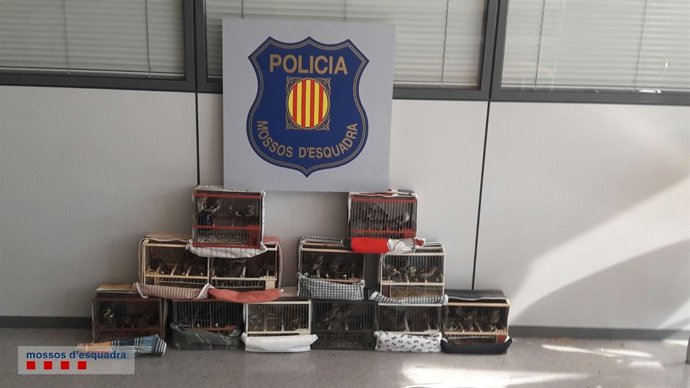 Los Mossos d'Esquadra han decomisado 58 pájaros protegidos