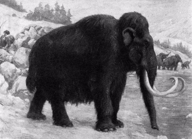 Dibujo de mamut lanudo