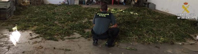 Plantas de marihuana incautadas en Almonte