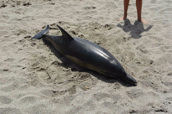 Hallan muerta una cría de delfín en la playa de San Roque 