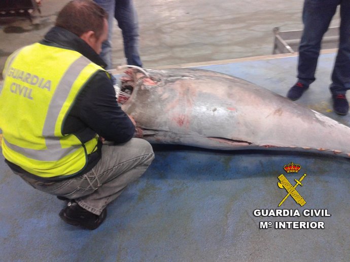 Descarga de atún rojo interceptada en Moaña (Pontevedra).