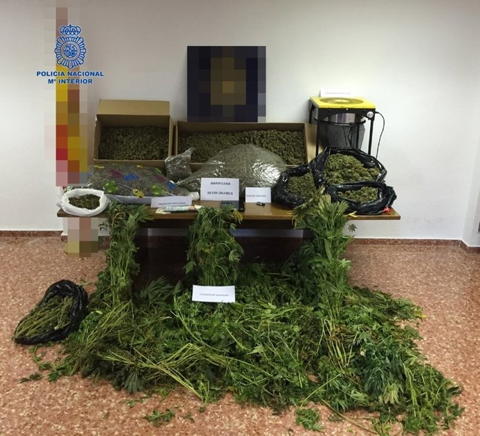 Marihuana intervenida 