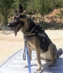 La perra policía 'Kenya' de la Policía Local de Sant Andreu de la Barca