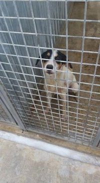 Buscan a una niña mordida por un perro en Melilla que tiene rabia