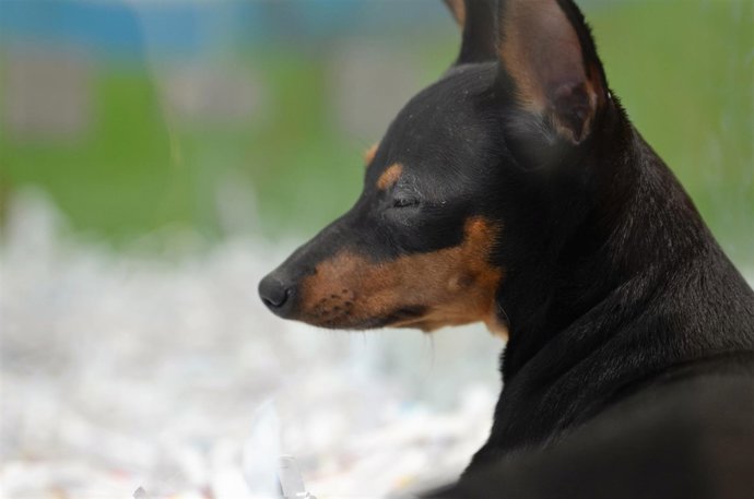 Animal, animales, perro, perros, cachorro, cachorros, perra, perras