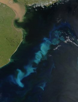 Brote de fitoplancton en el Océano Atlántico Sur