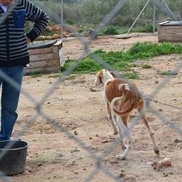 Perros rescatados en Entrena