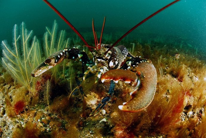 Langosta en el Mar del Norte