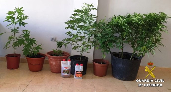 CULTIVO DE MARIHUANA