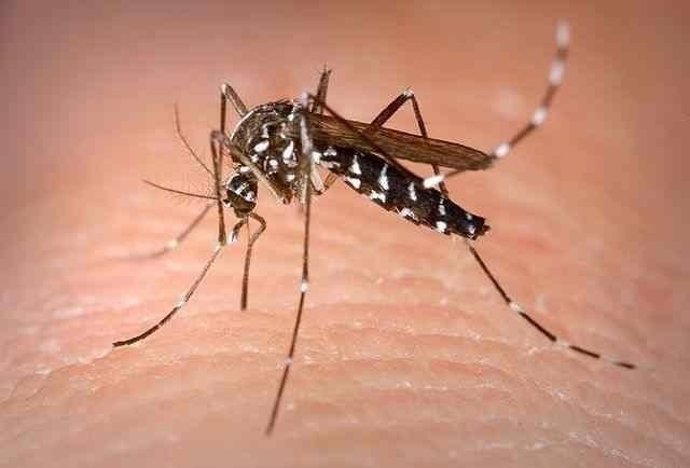 Mosquito transmisor del zika