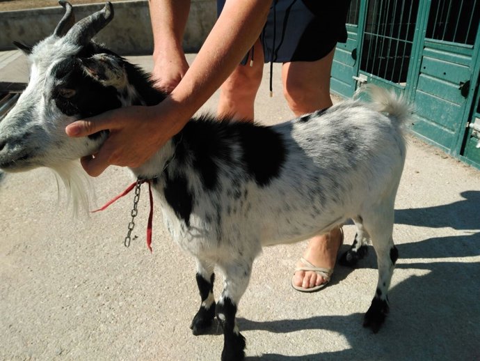 Cabra intervenida por la Policía Local de Fuenlabrada