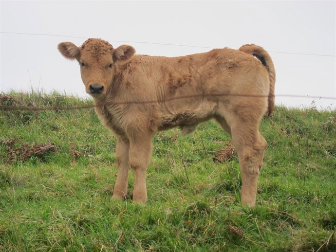 Vaca asturiana, ternero, vacas