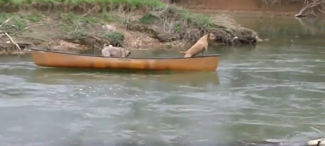 Rescate de dos perros en una canoa