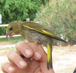 Autorizada excepcionalmente captura, tenencia y cría de aves fringílidas 