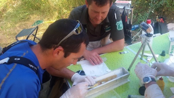 Momento del marcaje de una de las truchas