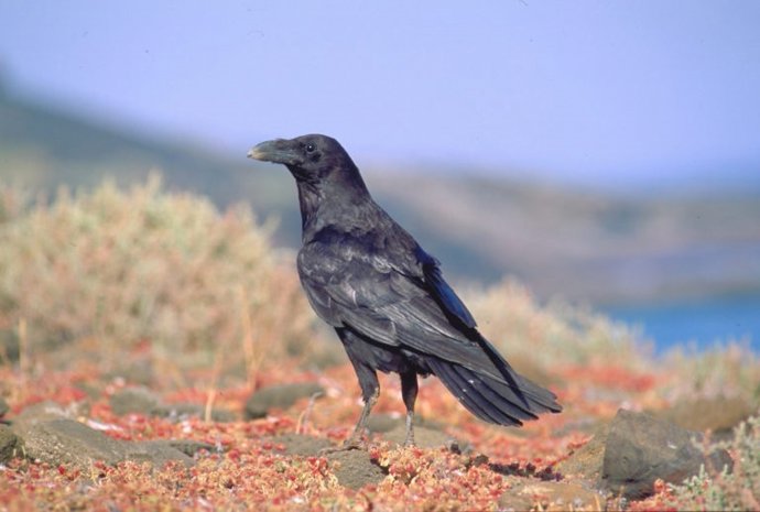 Cuervo canario