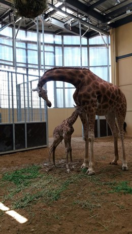 NOTA DE PREMSA (VÍDEO) Neix Una Girafa Al Zoo De Barcelona