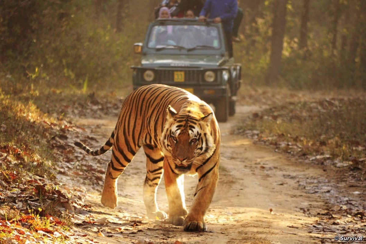 Leones, tigres y jaguares, en peligro por la escasez de presas