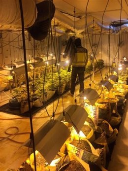 La plantación descubierta