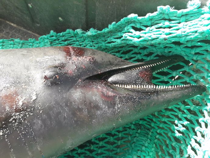 Encuentran un delfín listado muerto en la playa de La Oliva