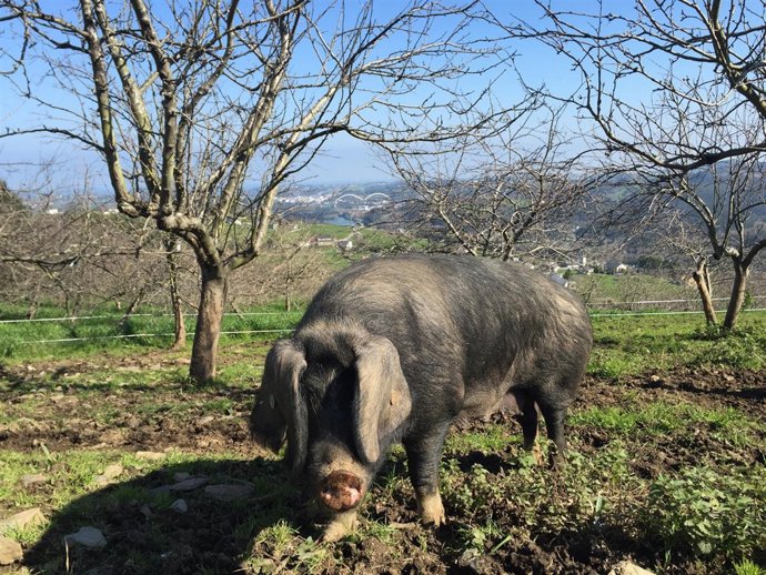Ejemplar de gocho asturcelta a subastar.