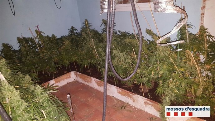 Marihuana localizada en una finca de Lleida