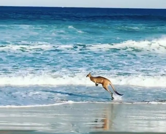 Canguro saltando por la playa