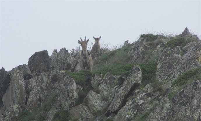 Cabra salvaje con una cría