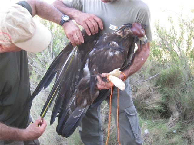 Haizea, protegida con caperuza y vendaje en sus garras