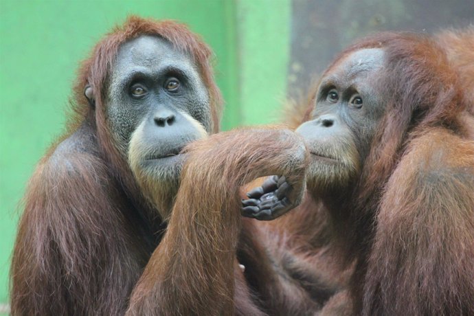La orangutana Victoria con  Dahulu 