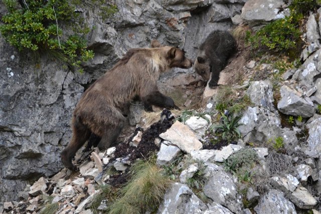 Osezna en Cangas del Narcea