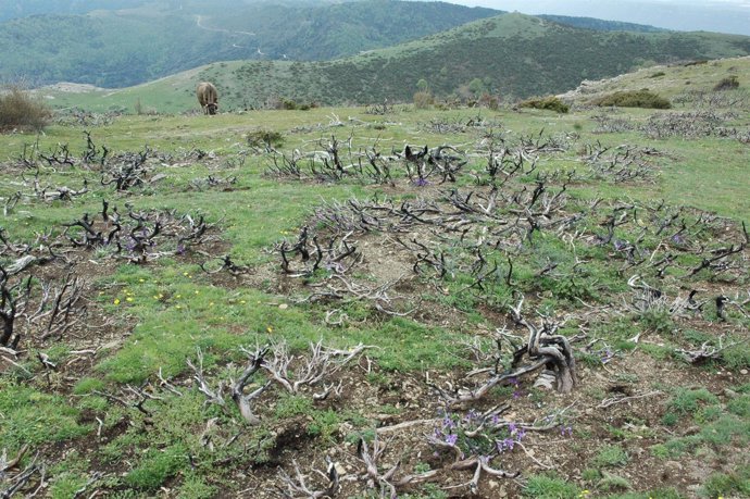 Quemas controladas y recuperación de zonas en el Montseny