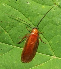 Cucaracha De La Madera