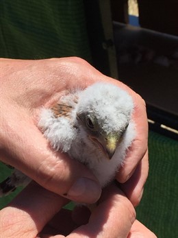 Ejemplar de cernícalo primilla