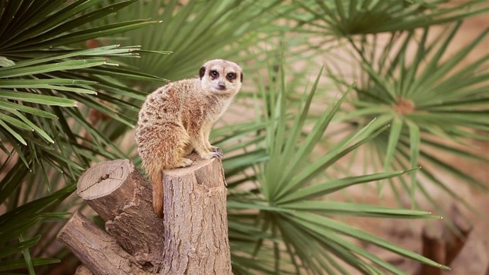 Escena de 'El arca de Noe'