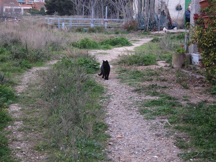 Gato negro, colonia de gatos en el Parque Pignatelli de Zaragoza 