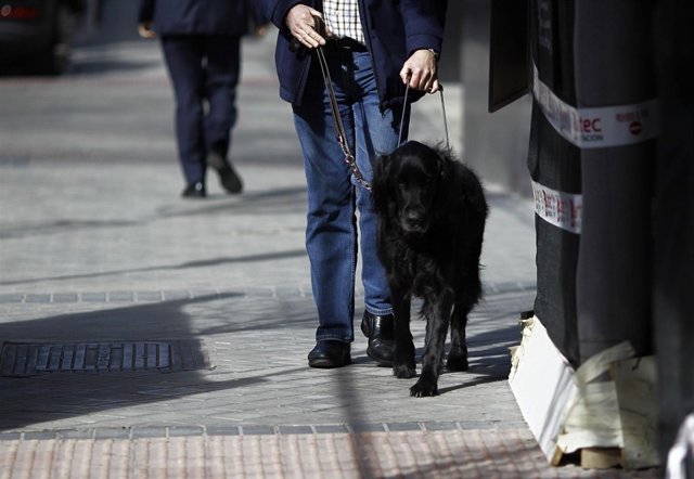 Discapacidad, discapacitado, ciego, personas ciegas con perro guía, lazarillo