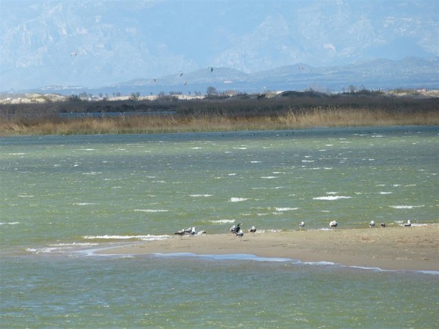 Aves en el Delta del Ebro, Delta de l'Ebre