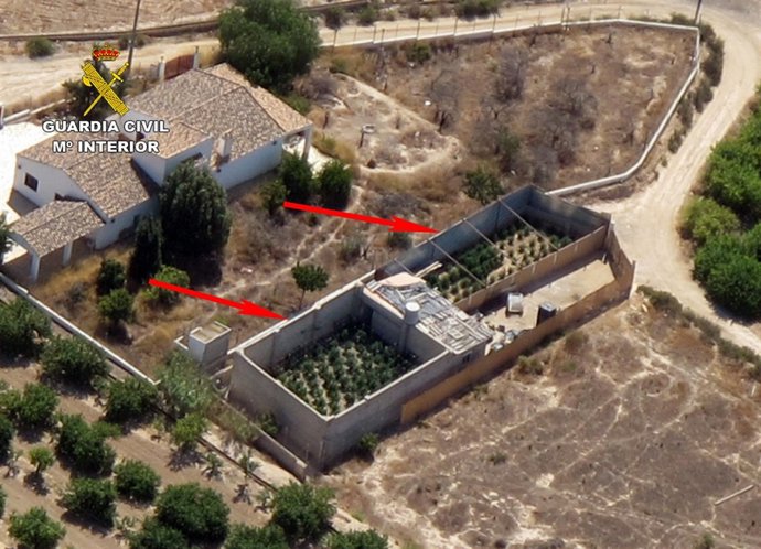 Plantación de marihuana