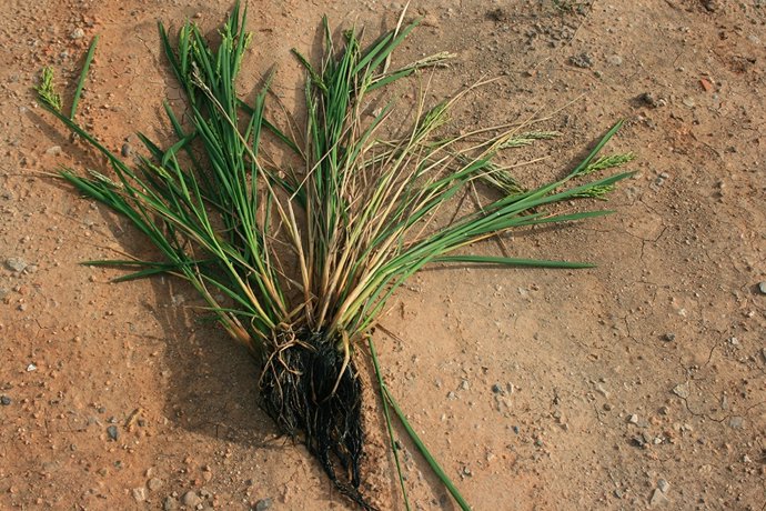 AVA denuncia que la esclerotinia del arroz se propaga por segundo año 