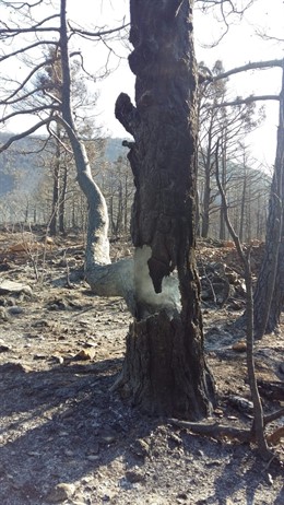 Zona quemada en el incendio de Atarés (Huesca)