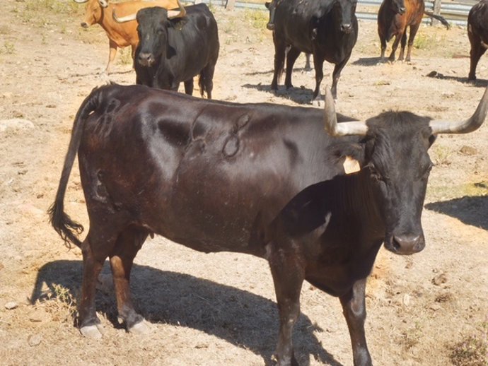 Nota De Prensa Y Fotos Selección Vaquillas San Mateo