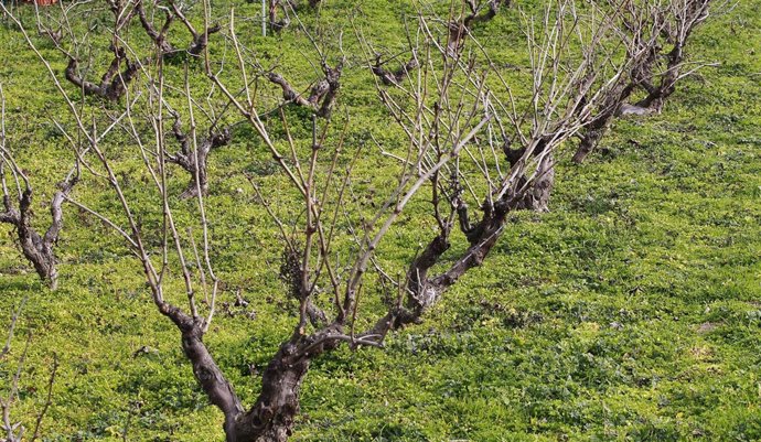 Campo de cultivo, agricultura, agricultor, parra, parras, viñas, viñedo, uva