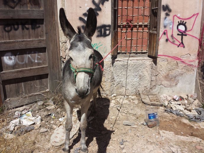 La Policía Local recupera un burro que había sido sustraído de una granja