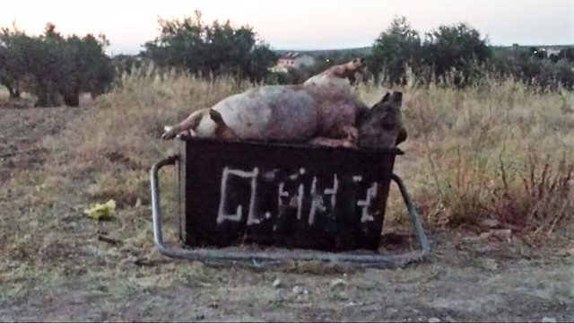 Cadáveres de cerdos